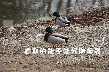 逾期的能不能分期车贷 逾期的能不能分期车贷