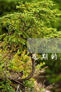 逾期的花呗一般多久恢复 逾期的花呗一般多久恢复