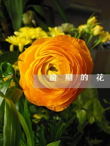 逾期的花呗账单又能分期 逾期的花呗账单又能分期