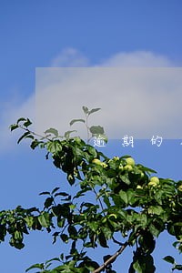 逾期的花呗还上了备用金还能用吗 逾期的花呗还上了备用金还能用吗
