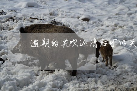 逾期的花呗还清后可以关闭花呗吗 逾期的花呗还清后可以关闭花呗吗