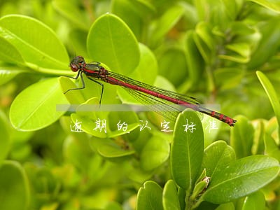 逾期的认定标准