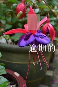 逾期的话多久会取消 逾期的话多久会取消