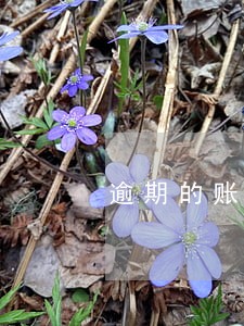逾期的账单能分期么 逾期的账单能分期么