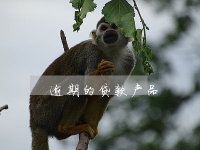 逾期的贷款产品 逾期的贷款产品