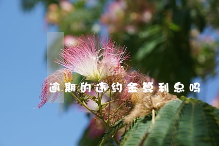 逾期的违约金算利息吗 逾期的违约金算利息吗