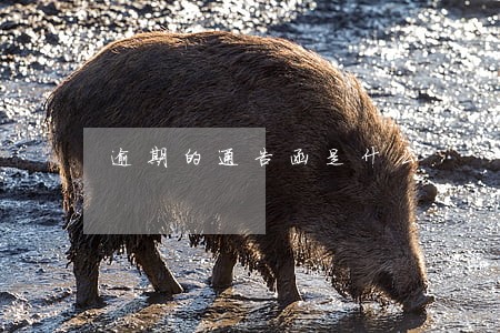 逾期的通告函是什么 逾期的通告函是什么