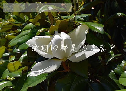逾期的都是优质客户 逾期的都是优质客户