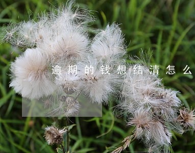 逾期的钱想结清怎么沟通