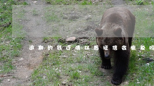 逾期的钱还清以后征信会恢复吗 逾期的钱还清以后征信会恢复吗