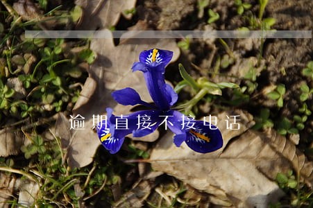 逾期直接不接电话 逾期直接不接电话