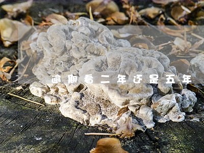 逾期看二年还是五年 逾期看二年还是五年