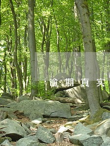 逾期真实案例