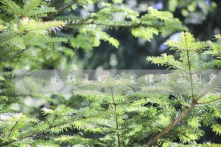 逾期真的会发律师函到户籍地吗 逾期真的会发律师函到户籍地吗