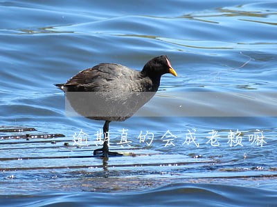 逾期真的会成老赖嘛 逾期真的会成老赖嘛
