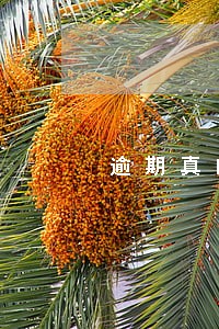 逾期真的会打电话嘛 逾期真的会打电话嘛