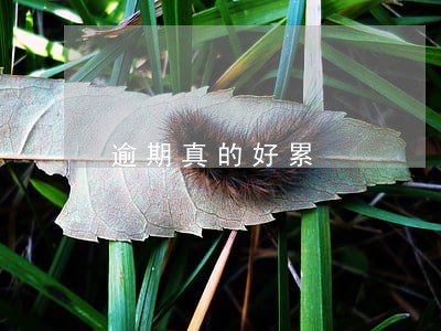 逾期真的好累 逾期真的好累