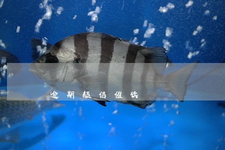 逾期短信催收