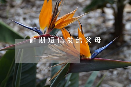 逾期短信发给父母 逾期短信发给父母