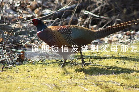 逾期短信发送到父母那怎么解释 逾期短信发送到父母那怎么解释