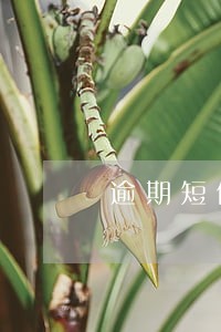 逾期短信怎么回 逾期短信怎么回
