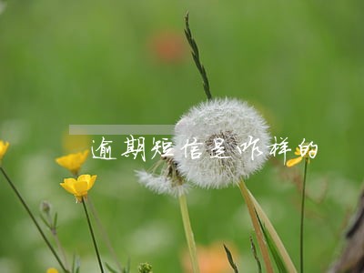逾期短信是咋样的