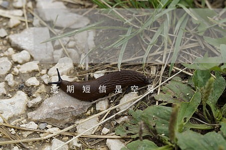 逾期短信是空号
