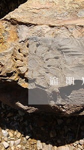 逾期短信生成器