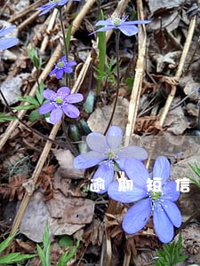 逾期短信要回复吗