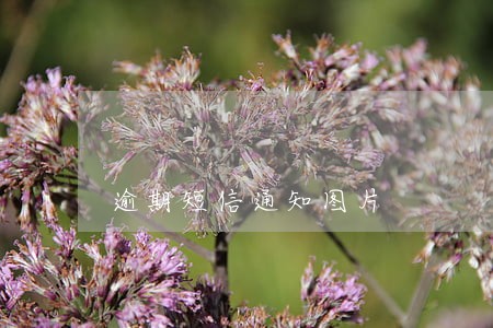 逾期短信通知图片 逾期短信通知图片