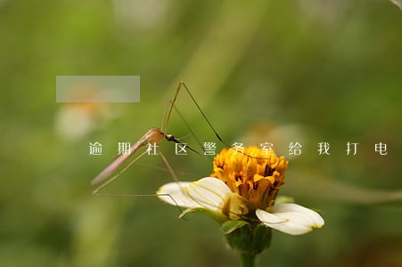 逾期社区警务室给我打电话干嘛 逾期社区警务室给我打电话干嘛