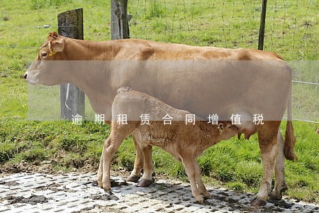 逾期租赁合同增值税 逾期租赁合同增值税