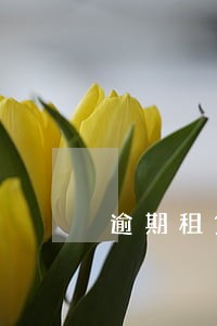 逾期租赁补贴 逾期租赁补贴