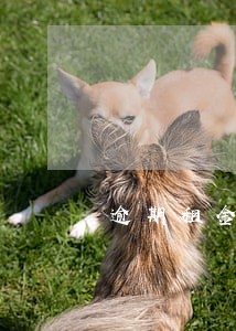 逾期租金催收函 逾期租金催收函