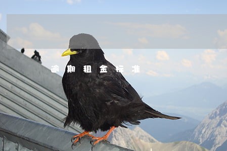 逾期租金标准 逾期租金标准