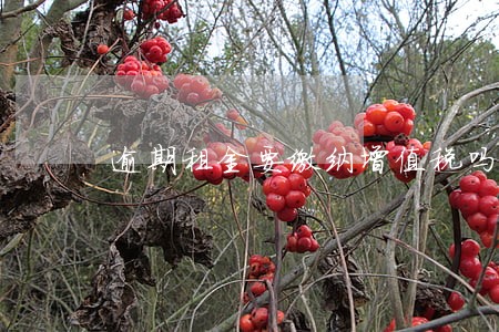逾期租金要缴纳增值税吗 逾期租金要缴纳增值税吗