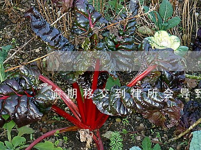 逾期移交到律所会导致什么后果
