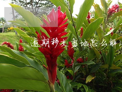逾期移交当地怎么解决 逾期移交当地怎么解决