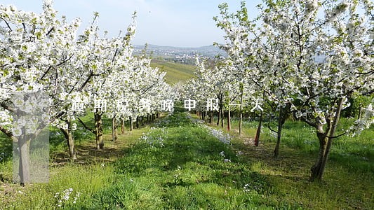 逾期税务晚申报一天 逾期税务晚申报一天