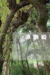 逾期税务机关处理 逾期税务机关处理