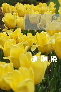 逾期税务注销优势 逾期税务注销优势