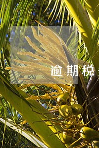 逾期税务注销服务 逾期税务注销服务