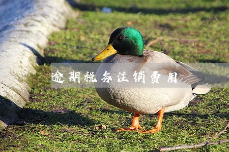 逾期税务注销费用