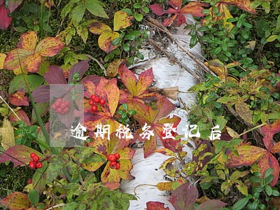 逾期税务登记后