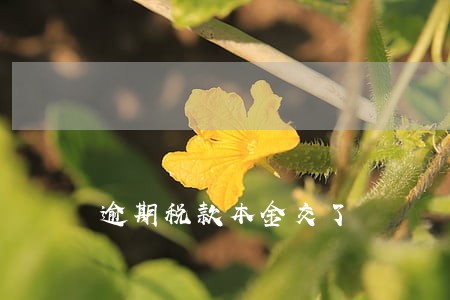 逾期税款本金交了 逾期税款本金交了
