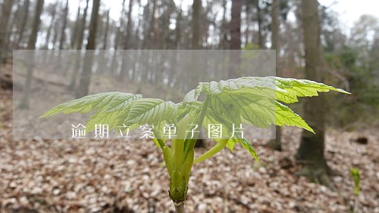 逾期立案单子图片 逾期立案单子图片
