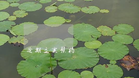 逾期立案预约 逾期立案预约