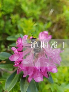 逾期竣工的损失是否应该赔偿 逾期竣工的损失是否应该赔偿
