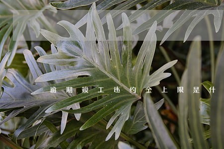 逾期竣工违约金上限是什么意思 逾期竣工违约金上限是什么意思