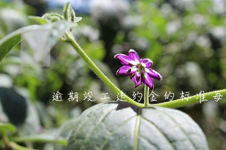 逾期竣工违约金的标准每日 逾期竣工违约金的标准每日